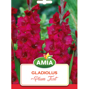Bulbi gladiole Plum Tart calibru 12/14, 7 bucati, AMIA